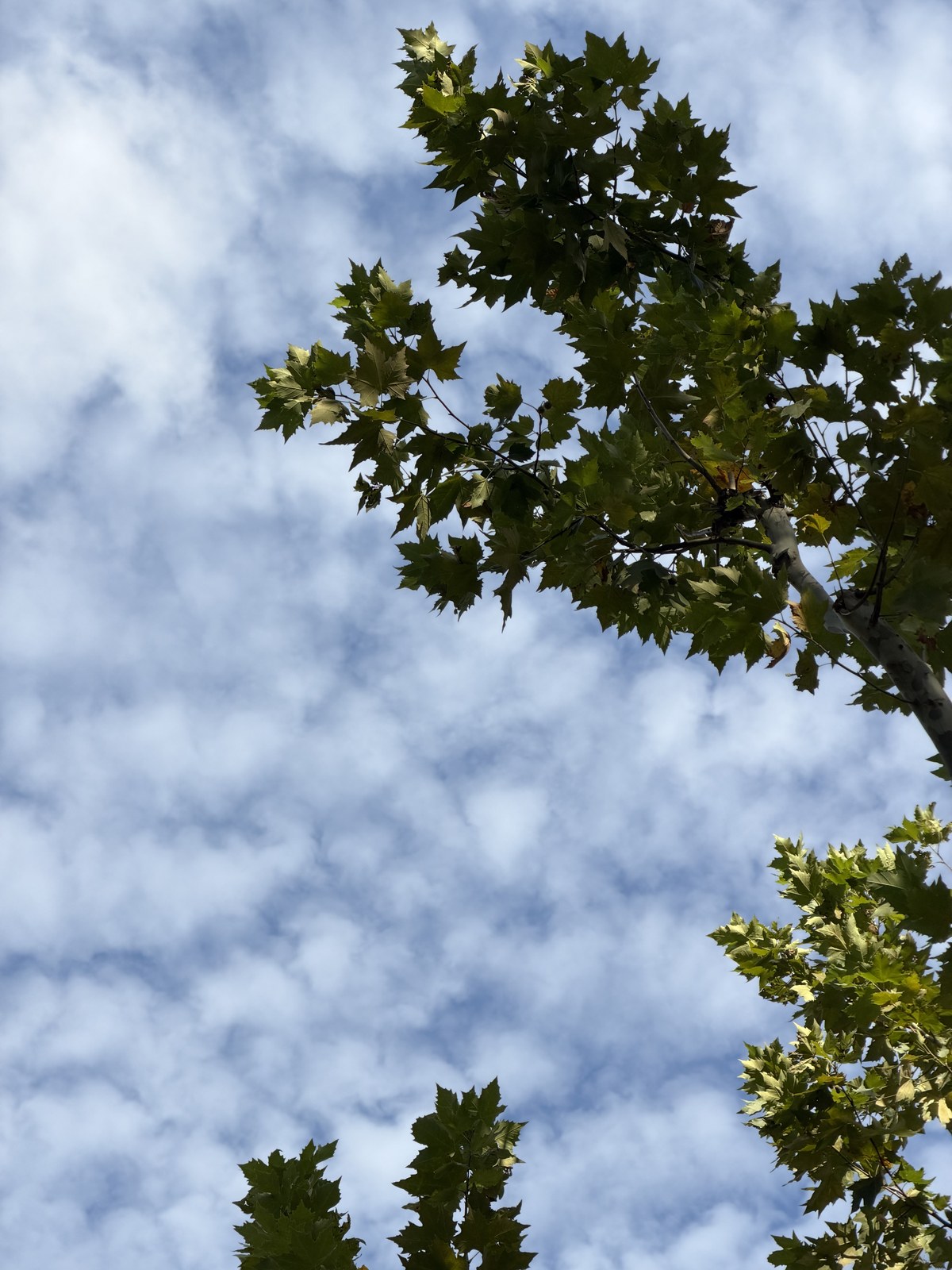 Looking up: leaves and clouds