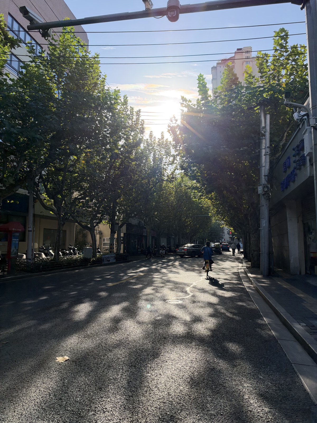 Tree-lined street on the school run
